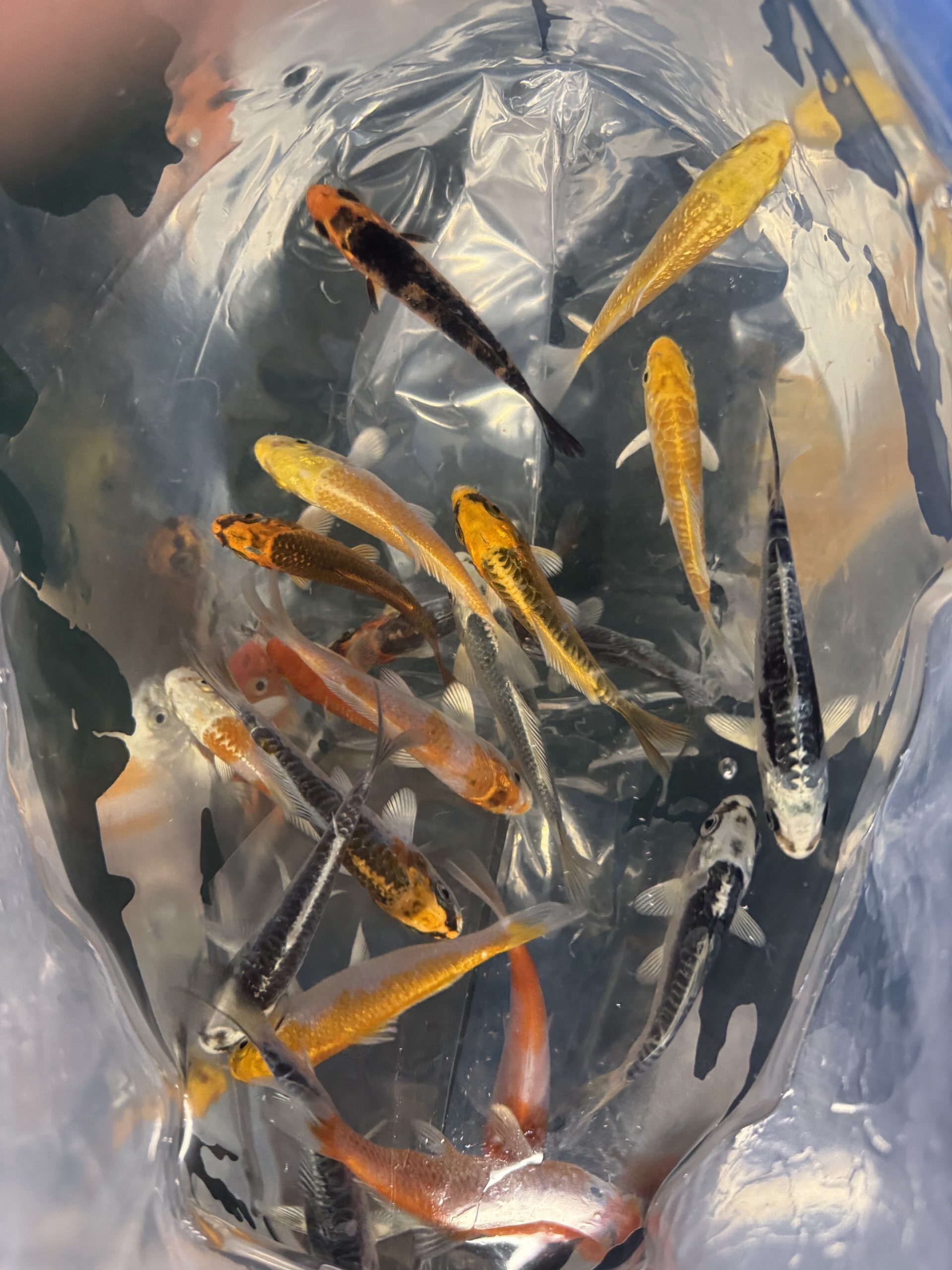 koi karp