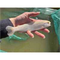 Kuldkollane vikerforell