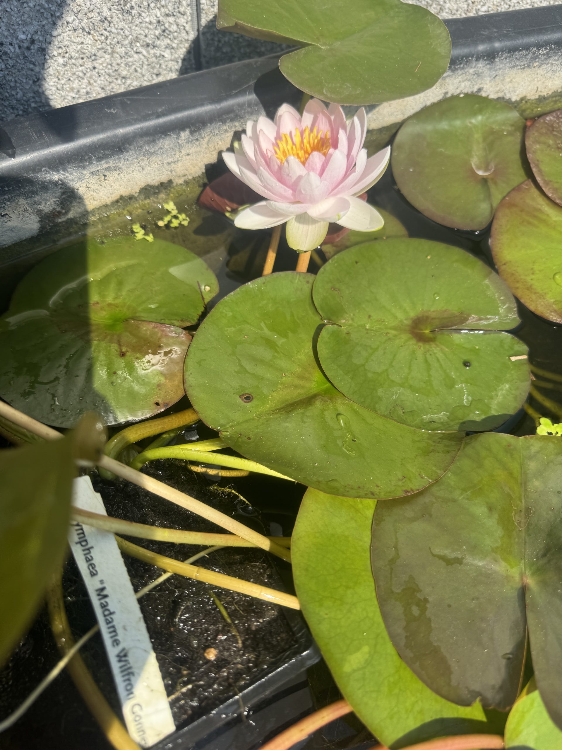 Nymphaea Madame Wilfron Gonnere