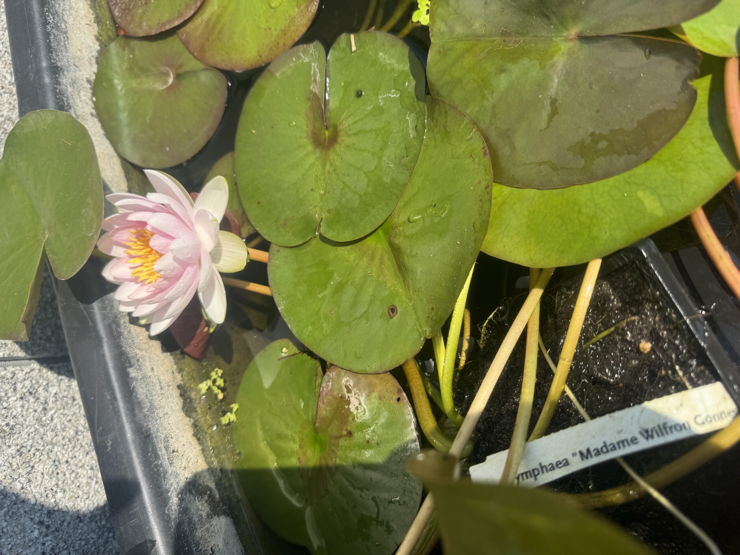 Nymphaea Madame Wilfron Gonnere