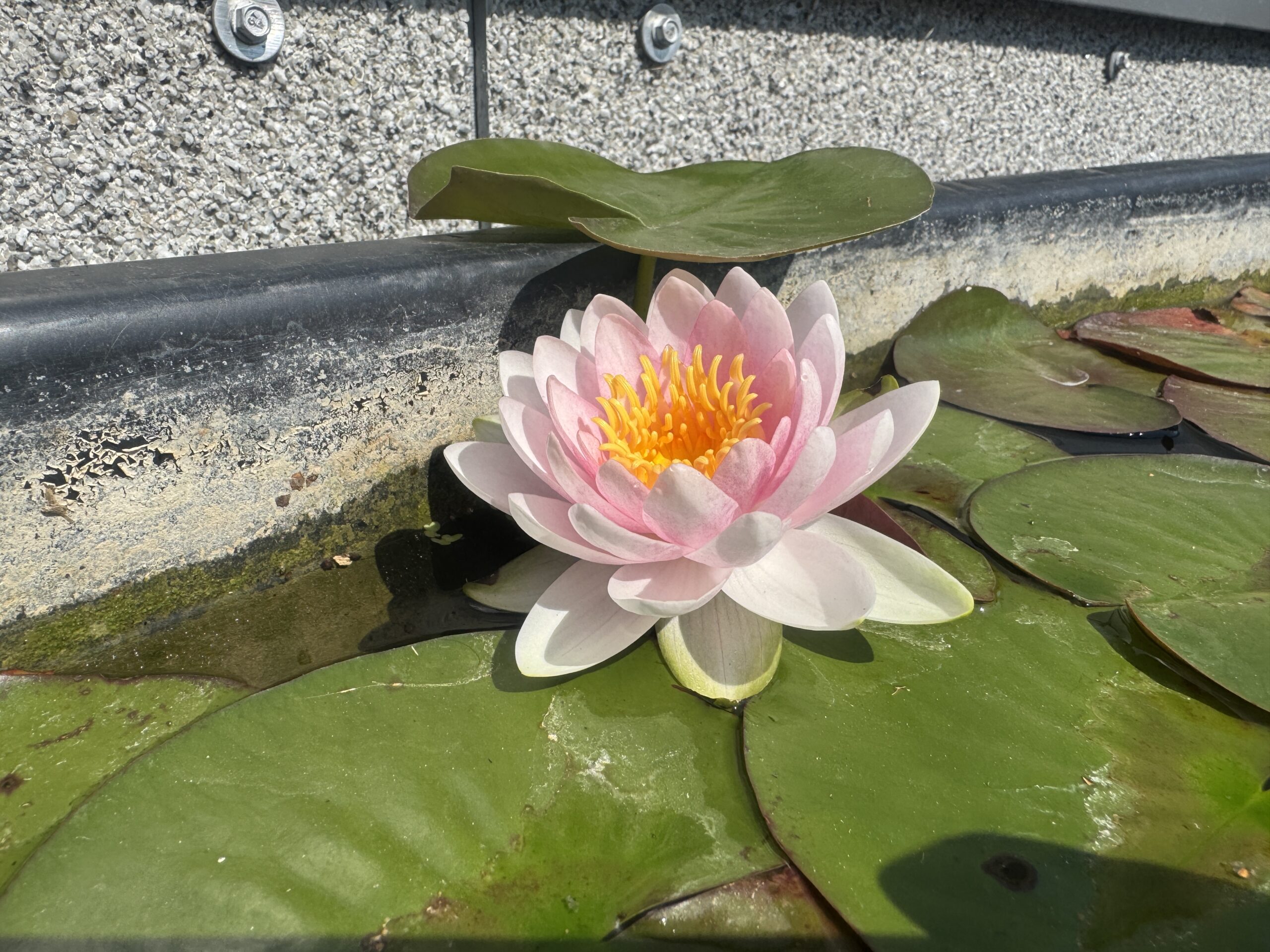 Nymphaea Madame Wilfron Gonnere