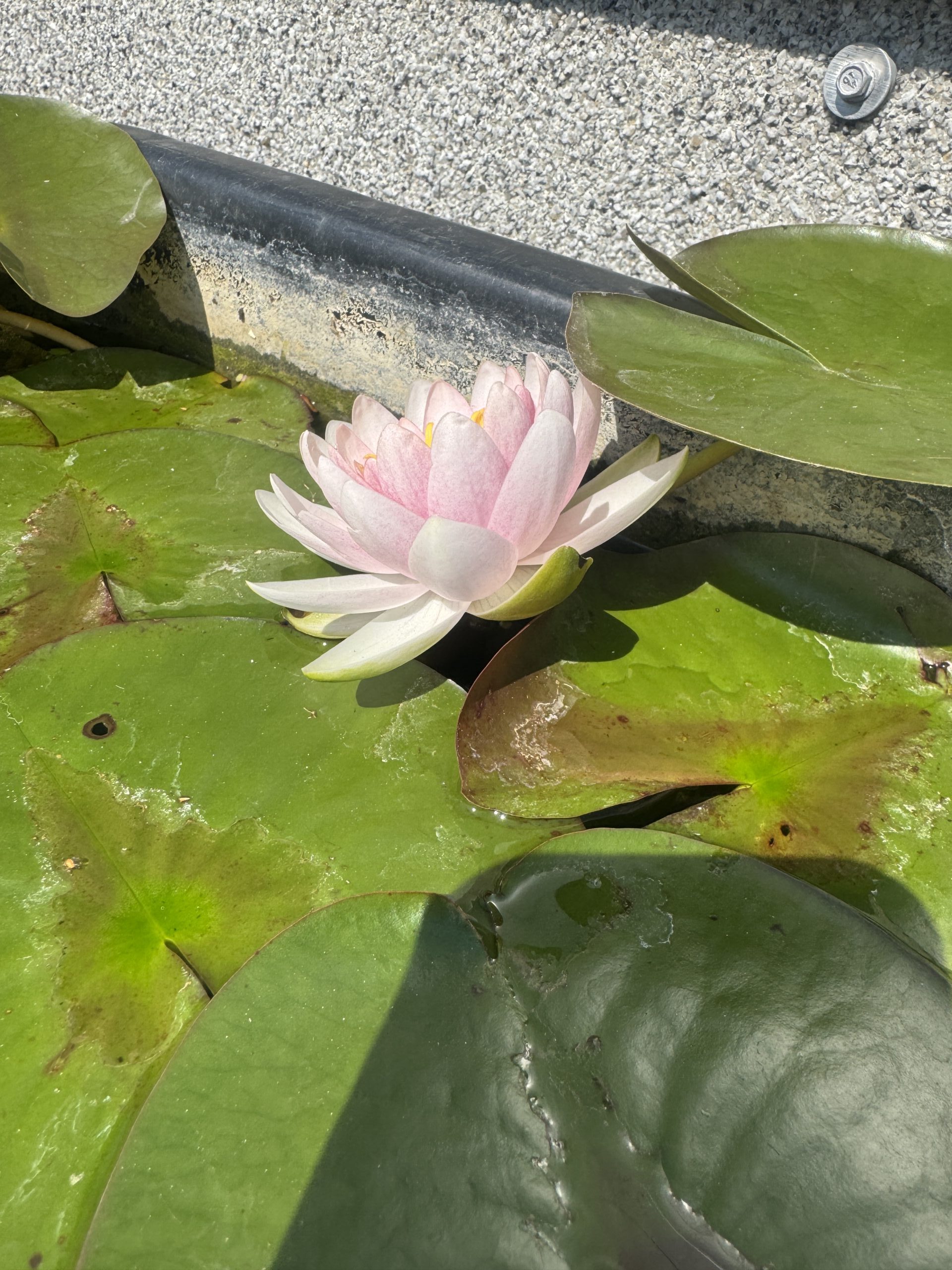 Nymphaea Madame Wilfron Gonnere