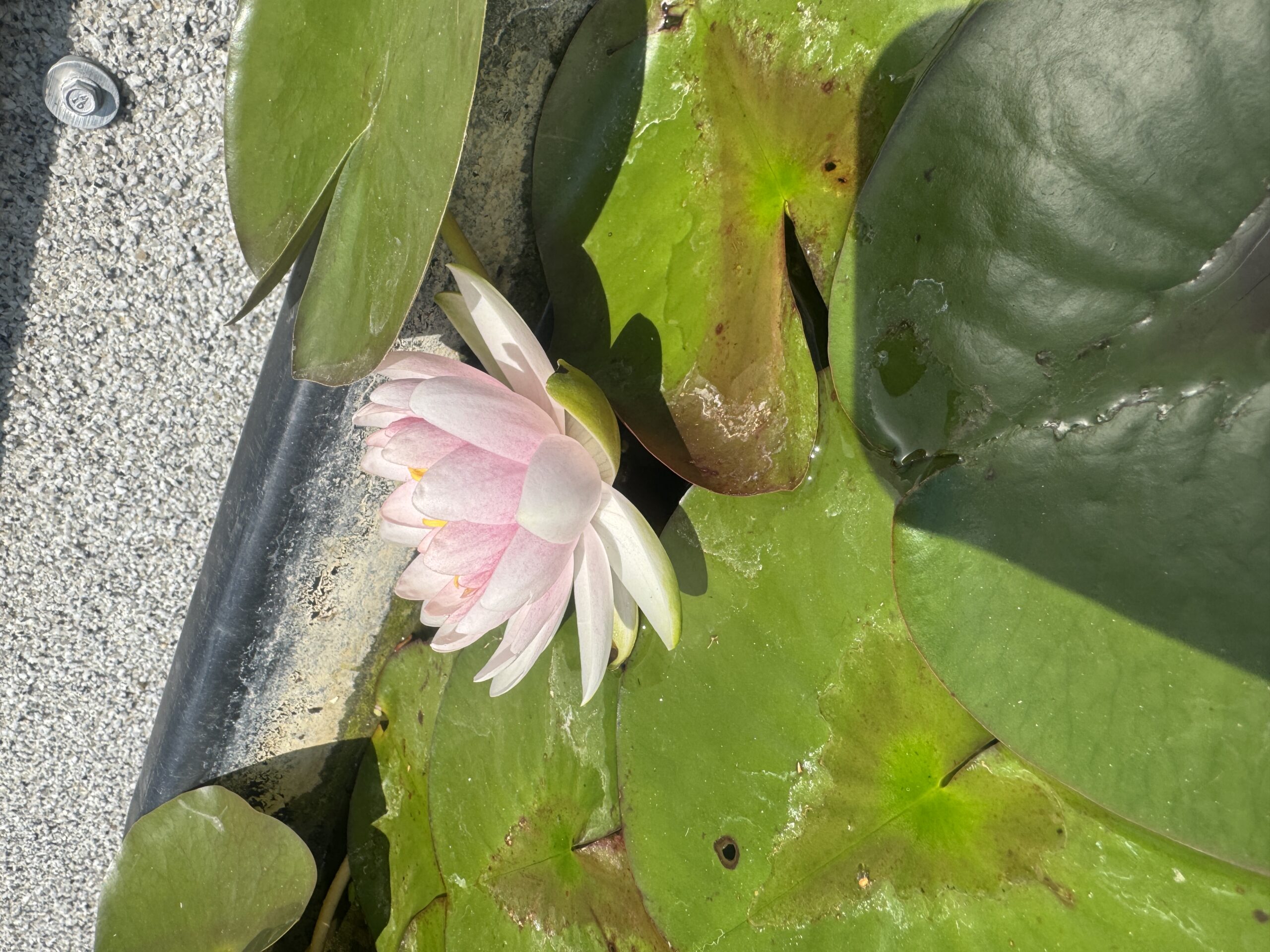 Nymphaea Madame Wilfron Gonnere