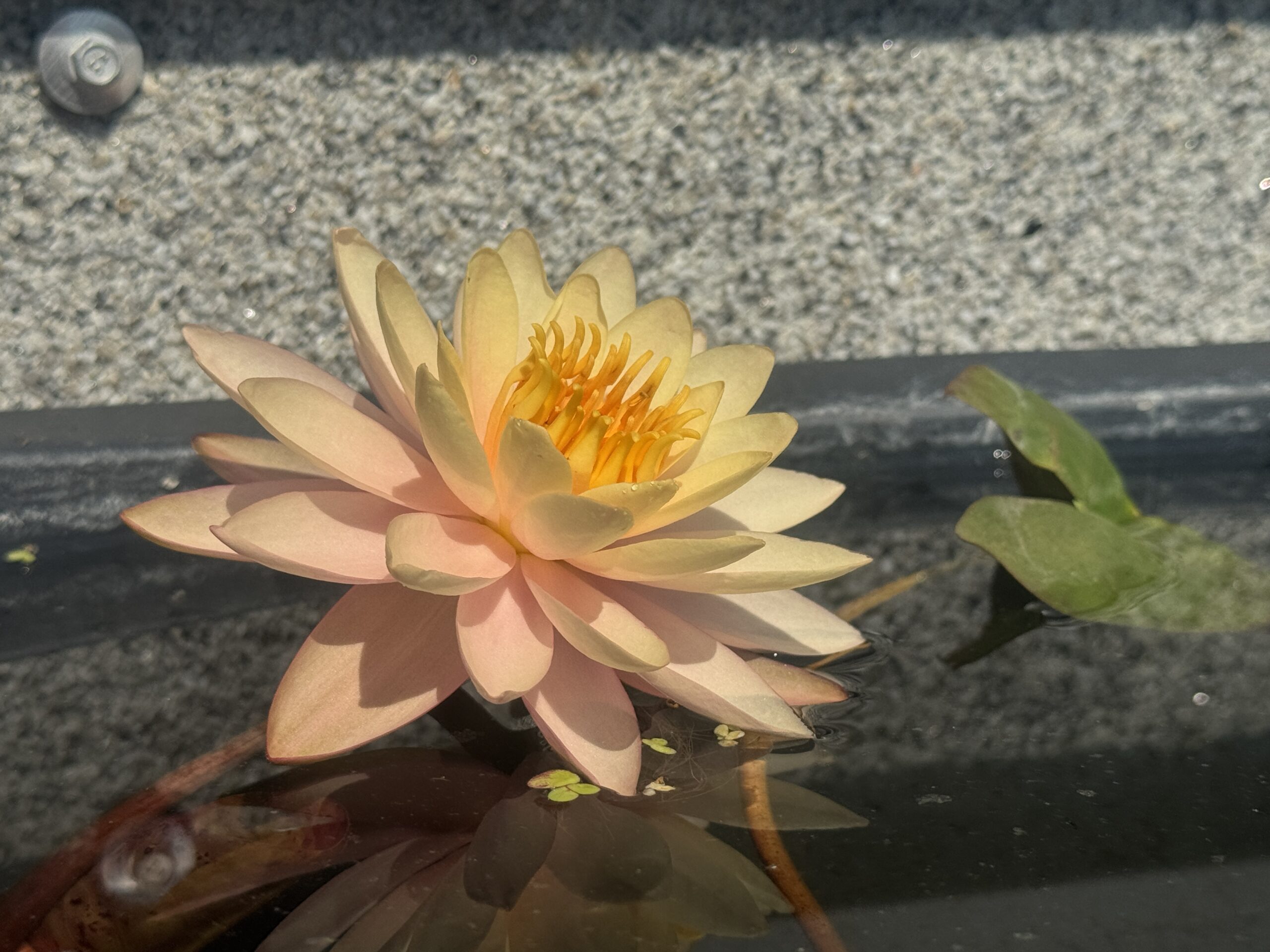 Nymphaea Sunset Glow