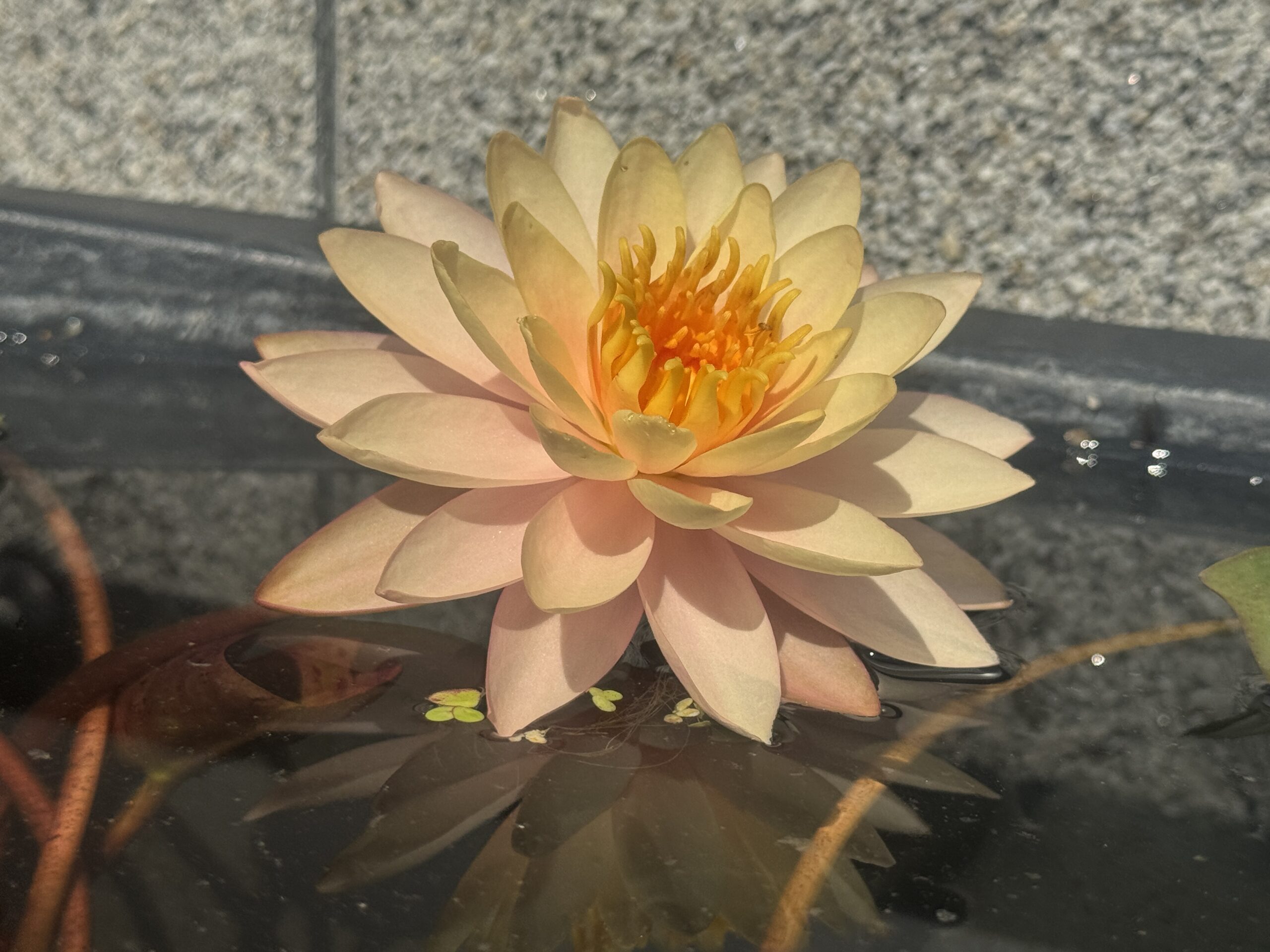 Nymphaea Sunset Glow