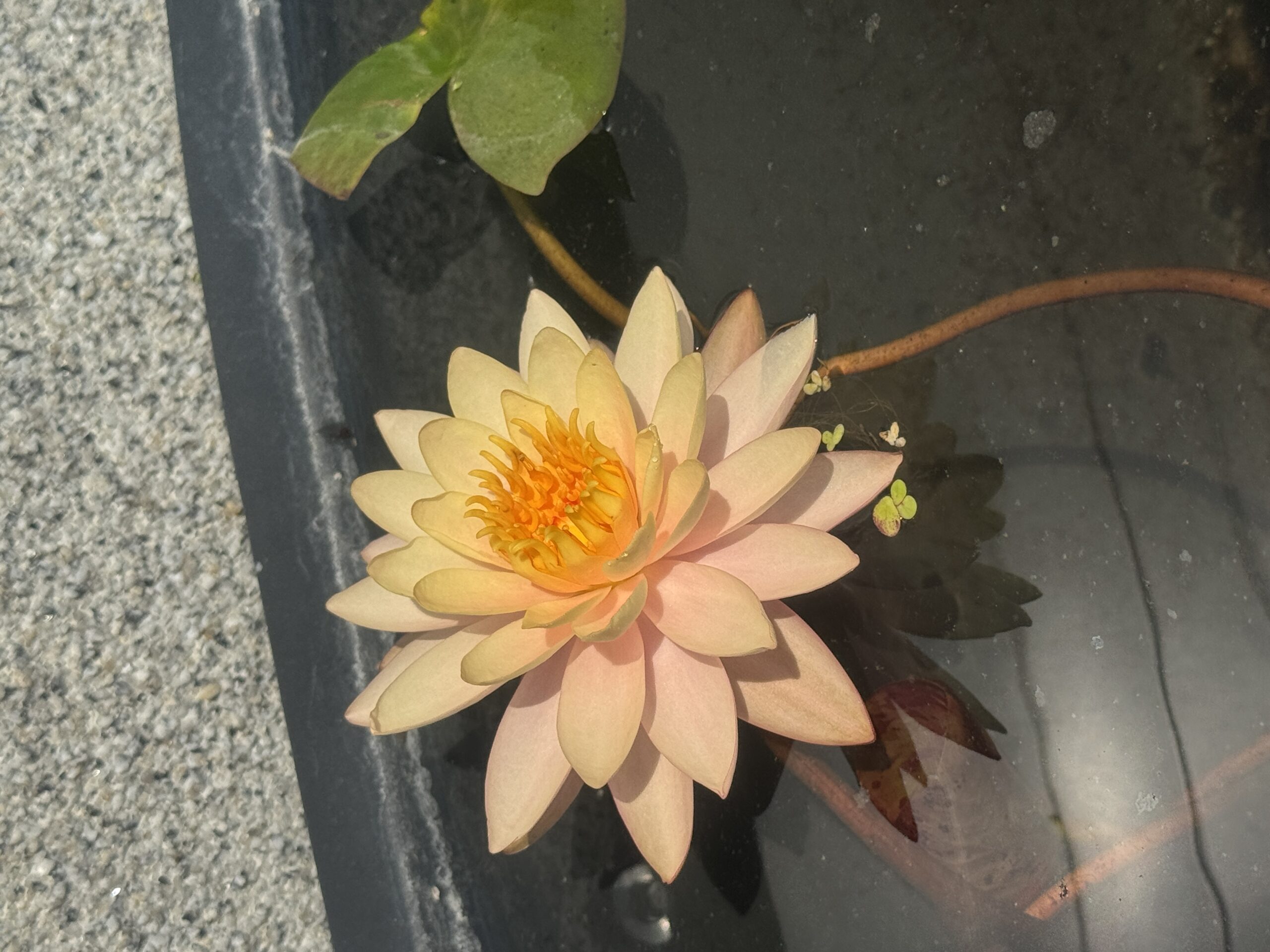 Nymphaea Sunset Glow
