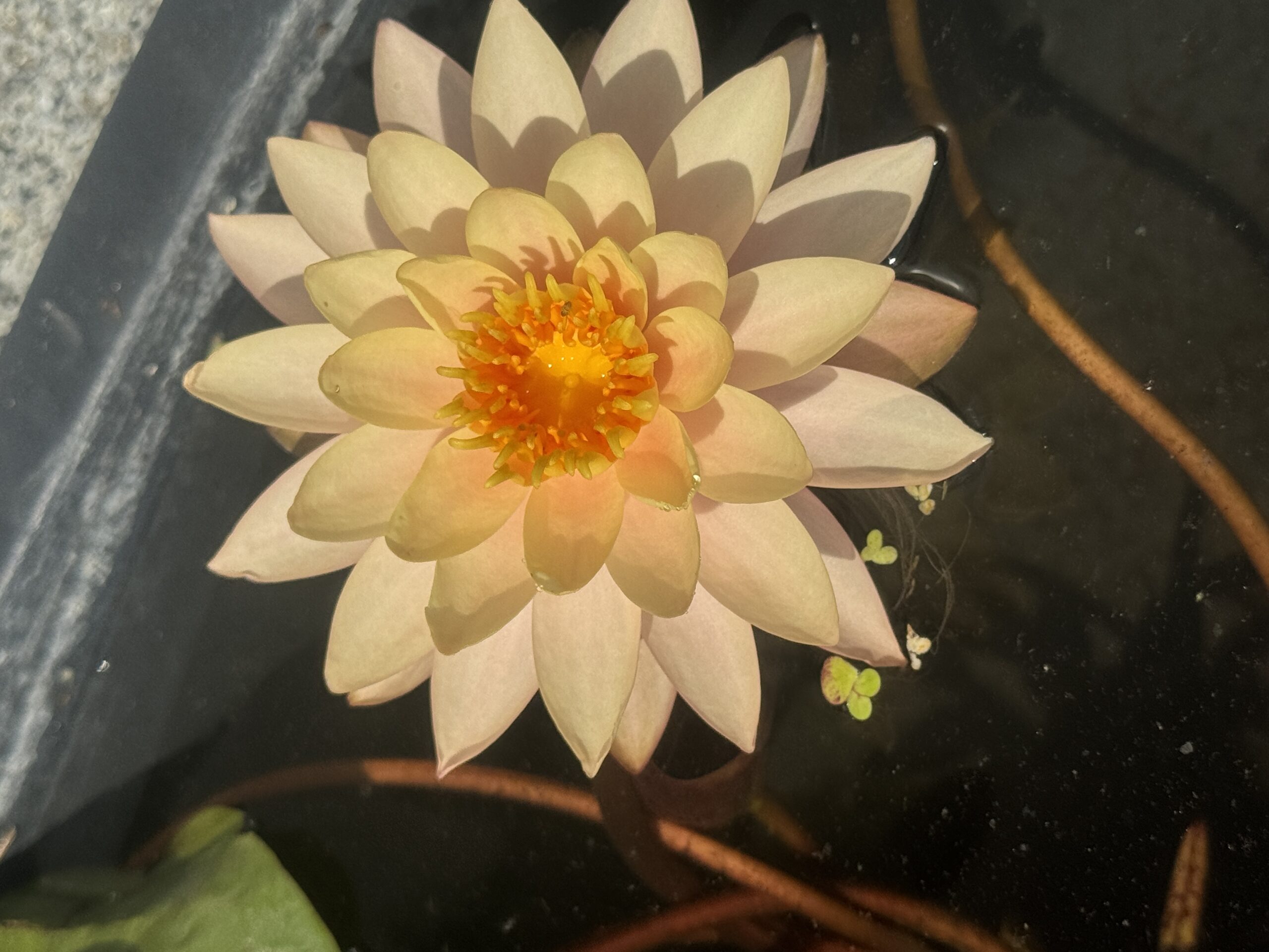 Nymphaea Sunset Glow