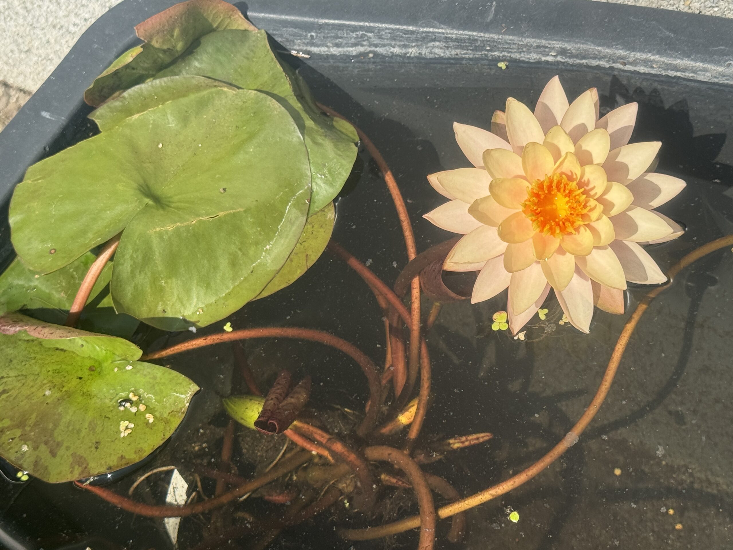 Nymphaea Sunset Glow