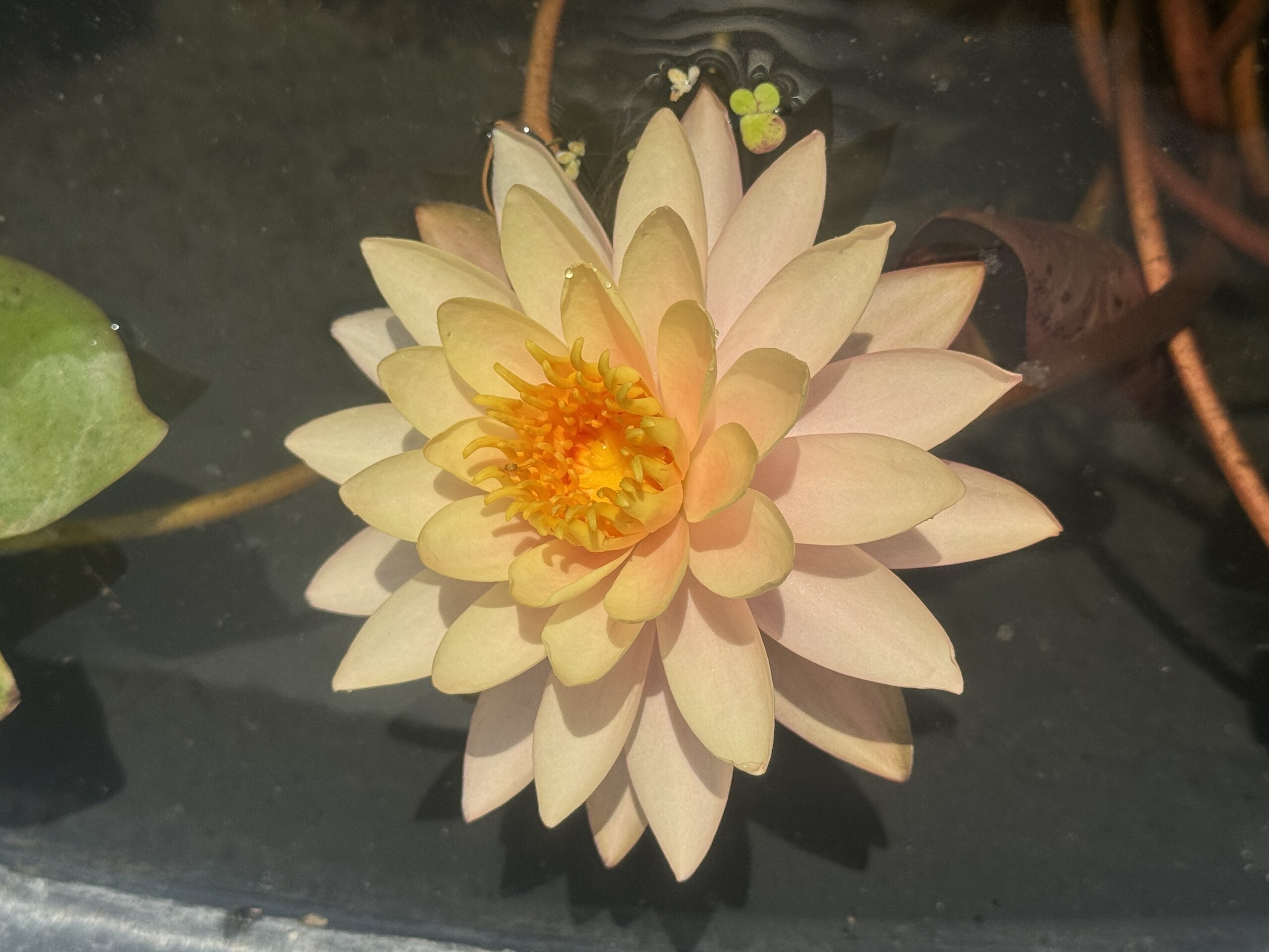 Nymphaea Sunset Glow