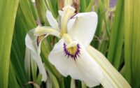 Iiris x pseudata Cat’s Eye