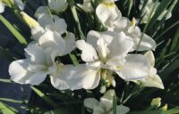 Siberi iiris Dreaming Green (I. sibirica)