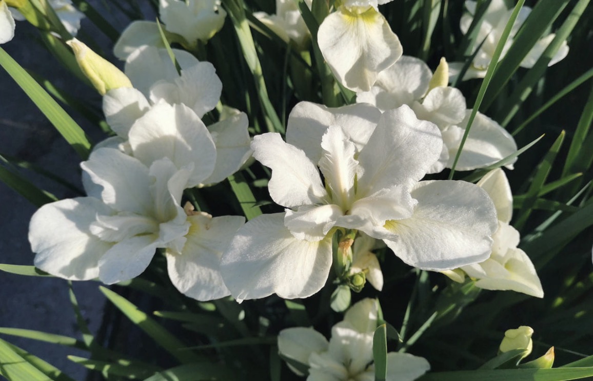 Siberi iiris Dreaming Green (I. sibirica)
