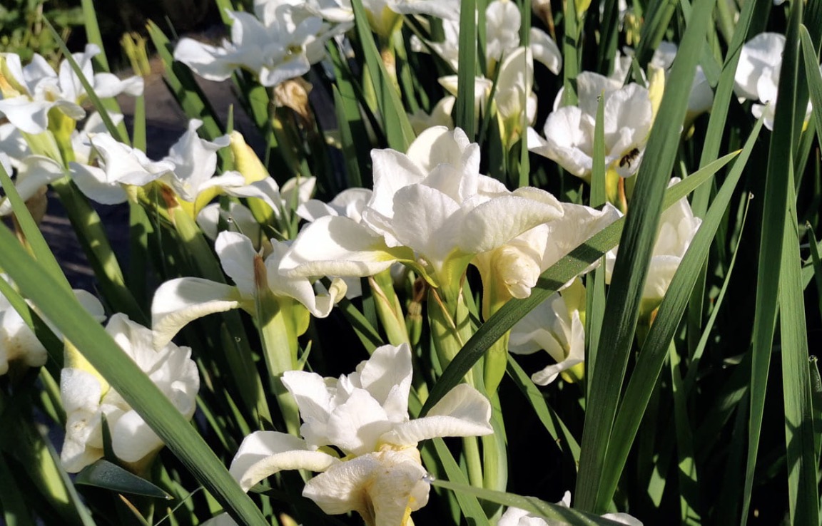 Siberi iiris Dreaming Green (I. sibirica)