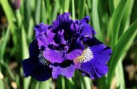 Siberi iiris Kaboom (Iris sibirica)