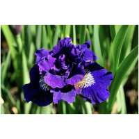 iris Kaboom