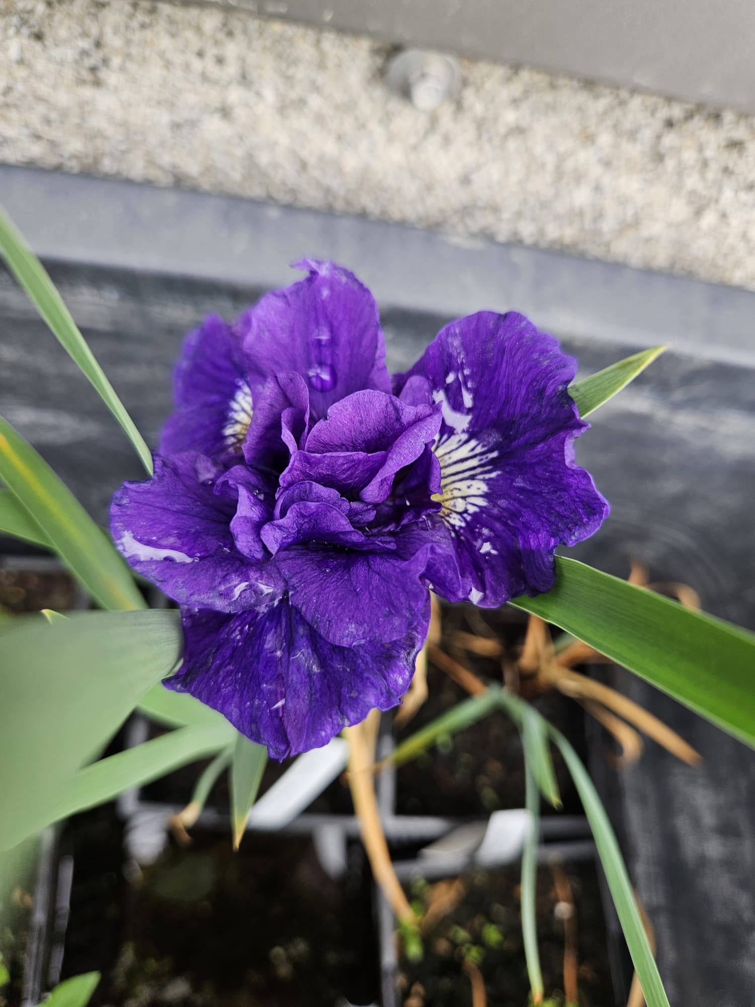 Siberi iiris Kaboom (I. sibirica)