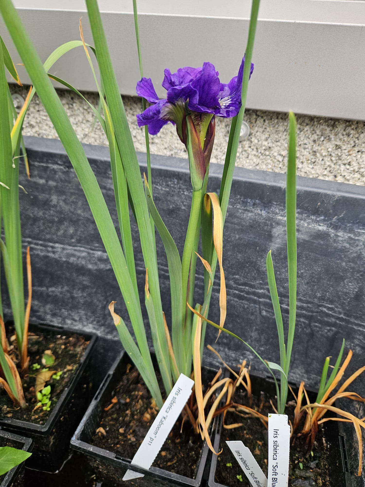 Siberi iiris Kaboom (I. sibirica)