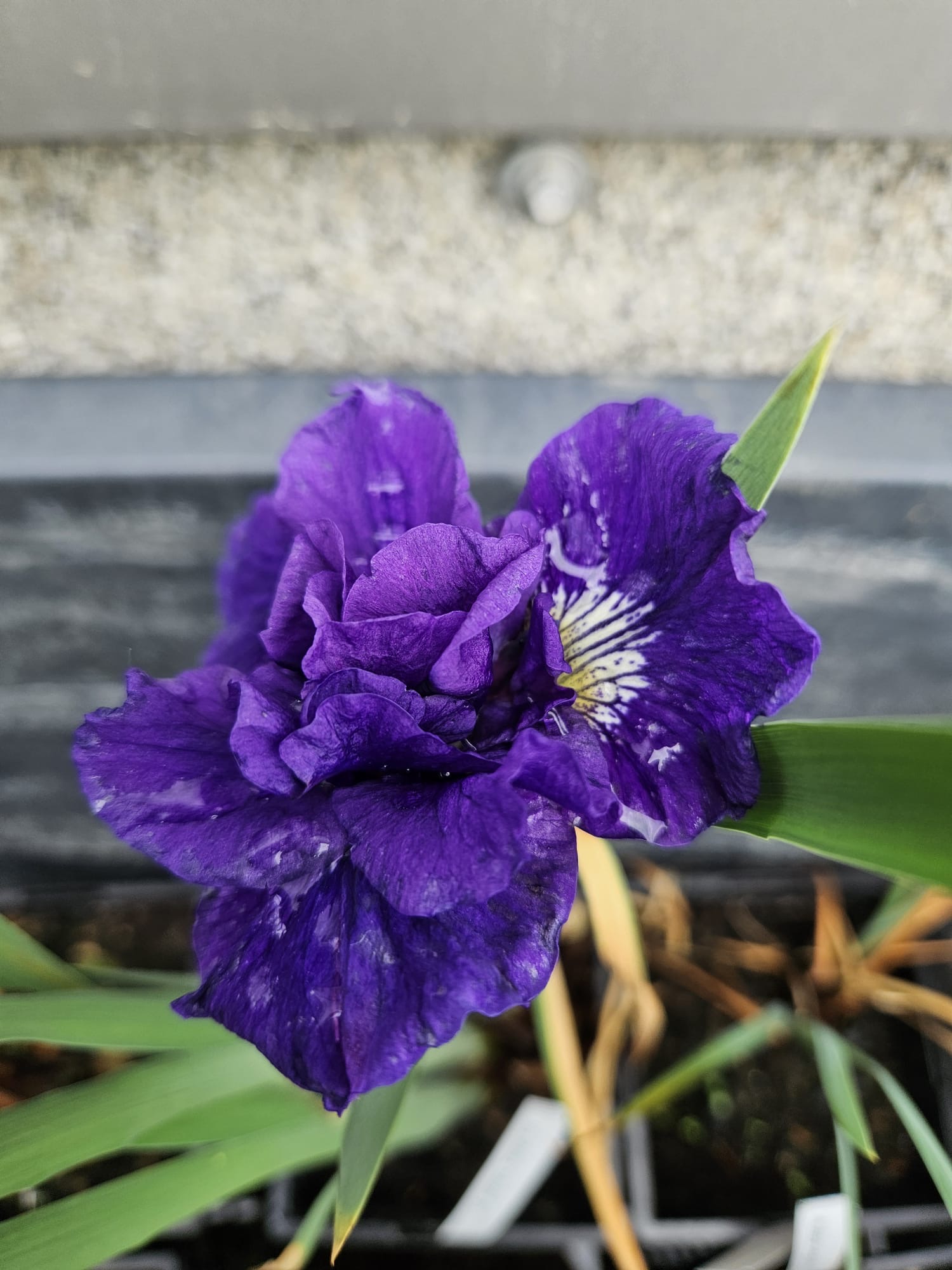 Siberi iiris Kaboom (I. sibirica)