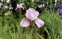 Siberi iris Pink Haze (I. sibirica)