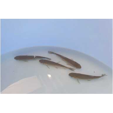 Valgeamuur (Ctenophanyngodon idella)
