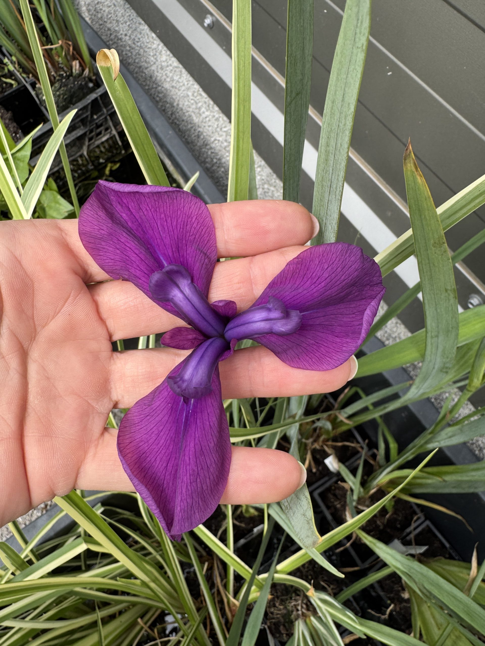 Japanese iris Variegata