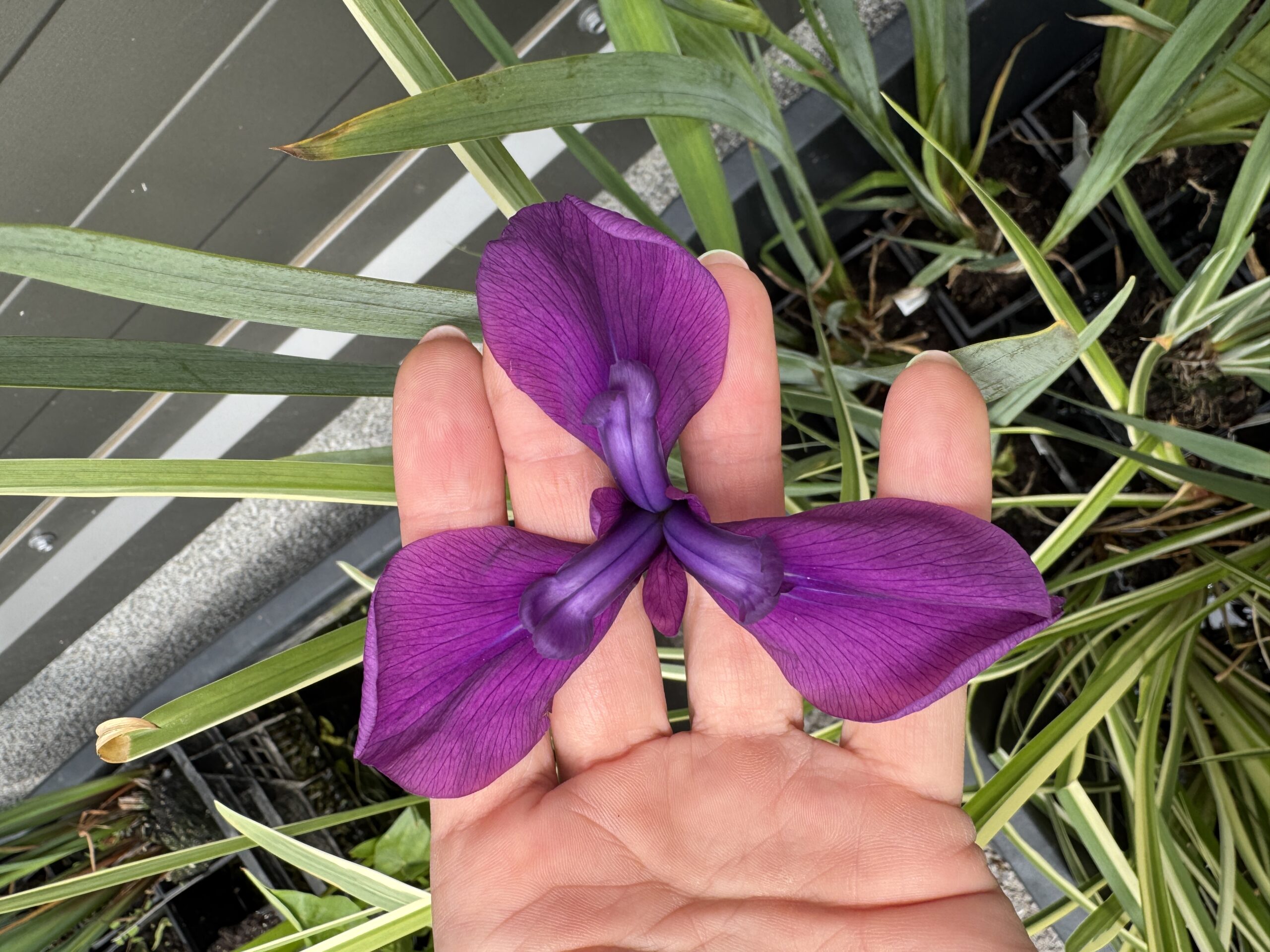 Japanese iris Variegata