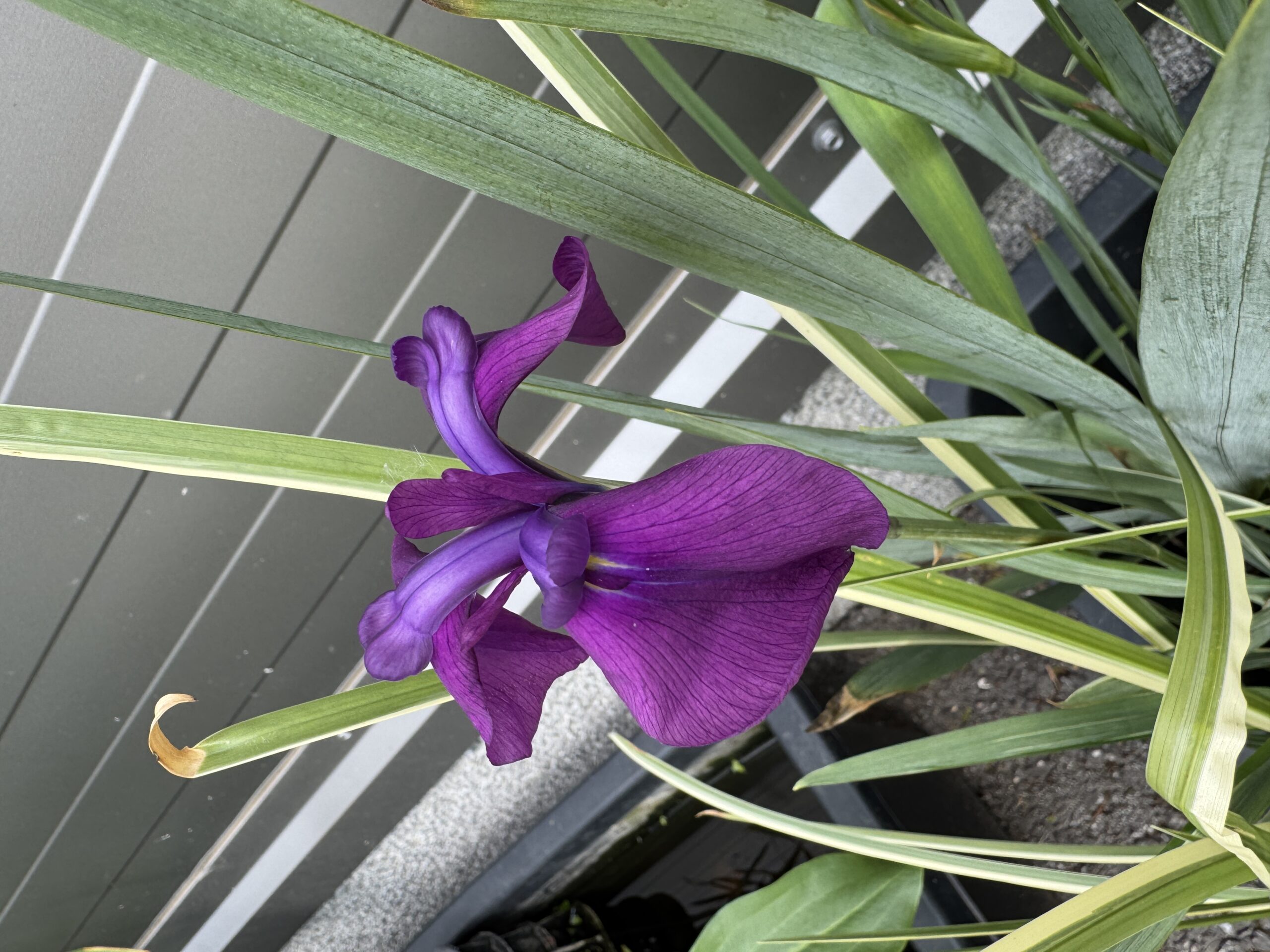 Japanese iris Variegata