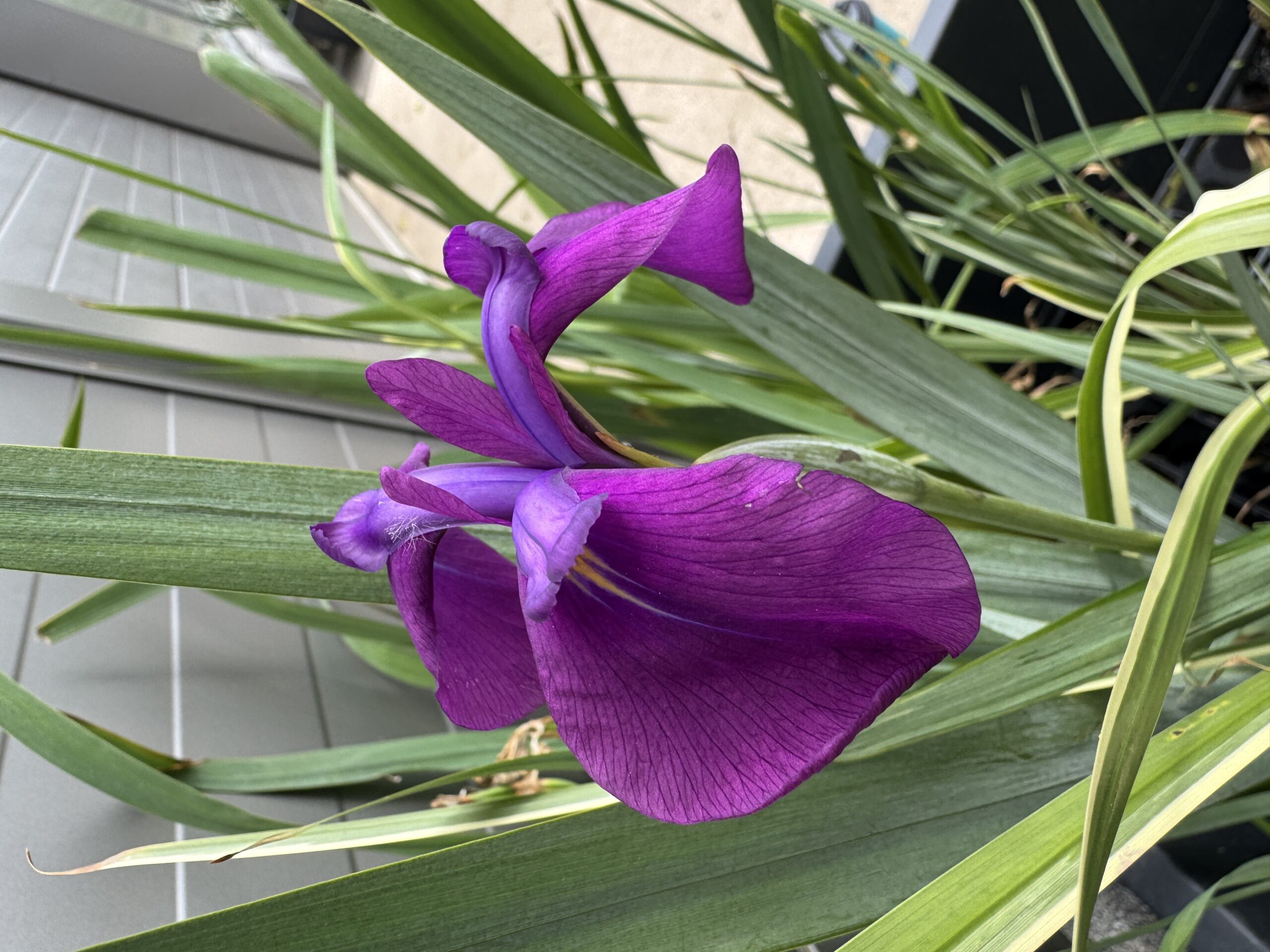 Japanese iris Variegata