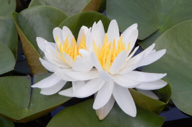Nymphaea Caroliniana Nivea