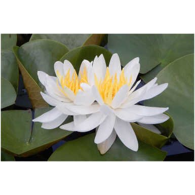 vesiroos Caroliniana Nivea
