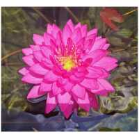 Vesiroos Fuchsia Pom Pom