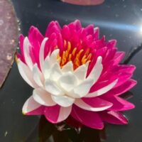 Nymphaea