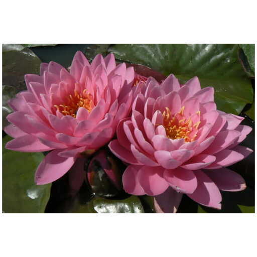 vesiroos Perry's Fire Opal