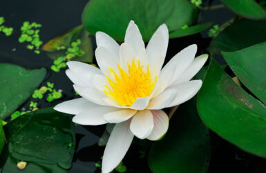 Nymphaea Virginalis