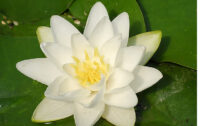 vesiroos Virginalis