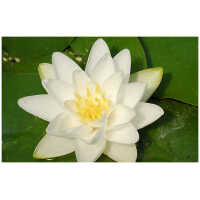 vesiroos Virginalis