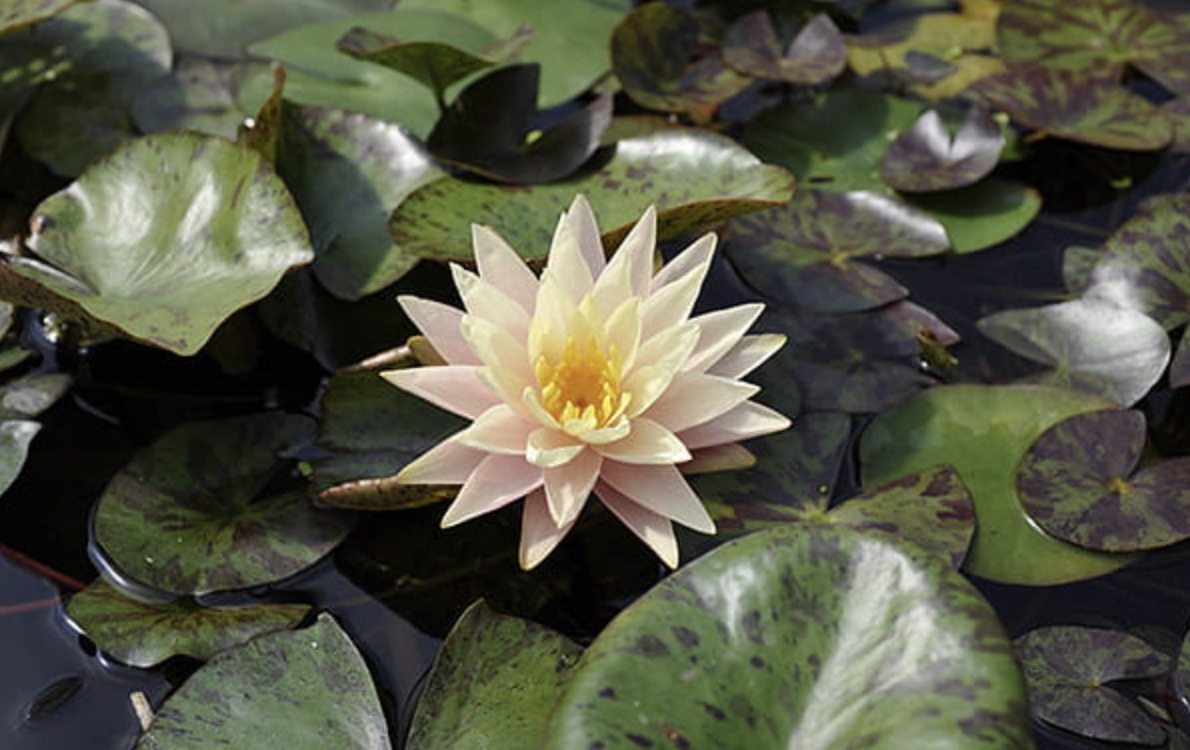 Nymphaea Barbara Dobbins