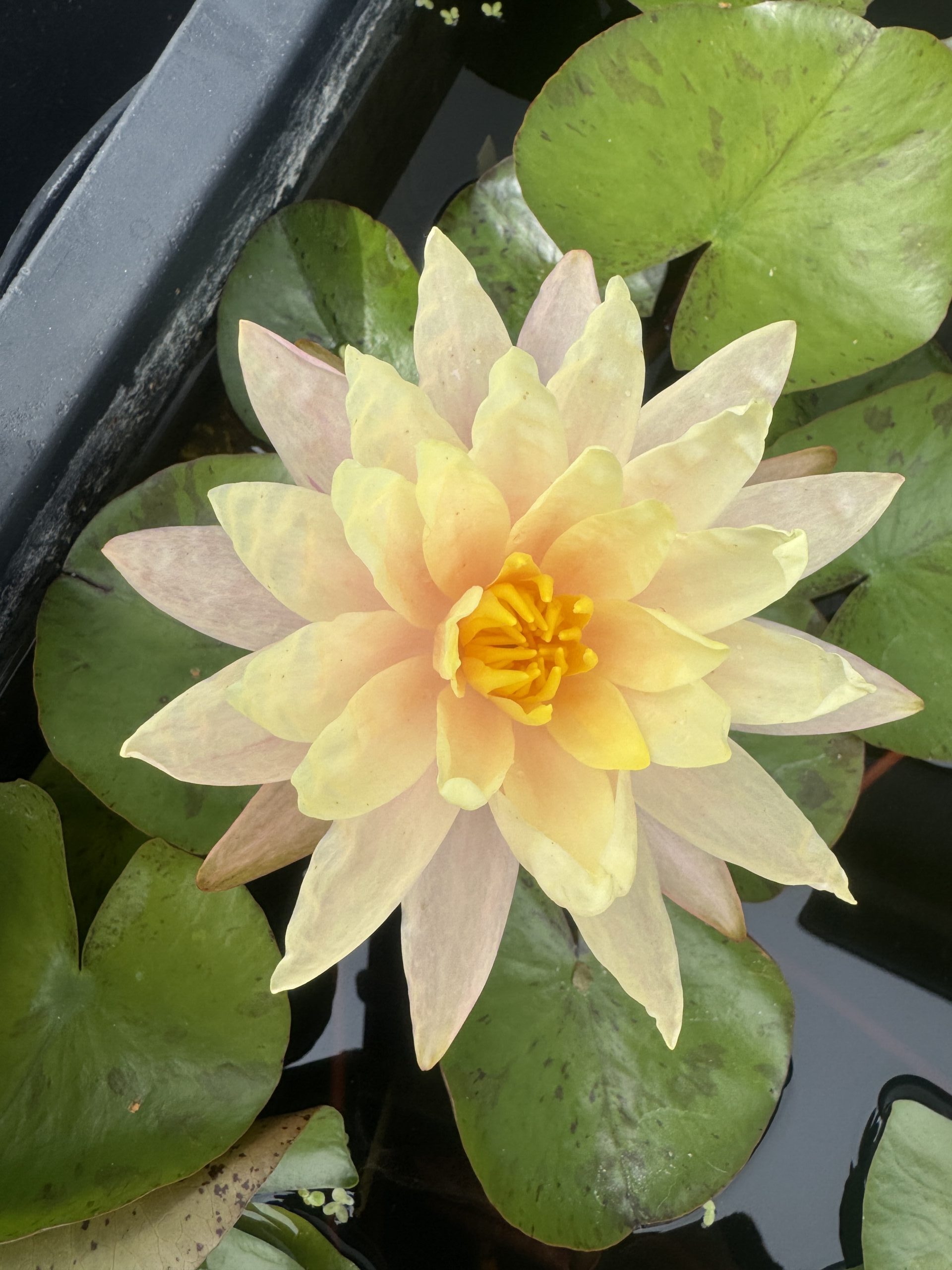 Vesiroos Barbara Dobbins
