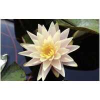 Nymphaea Barbara Dobbins