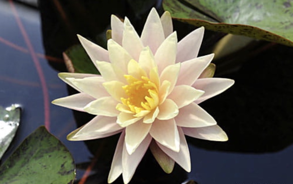 Nymphaea Barbara Dobbins