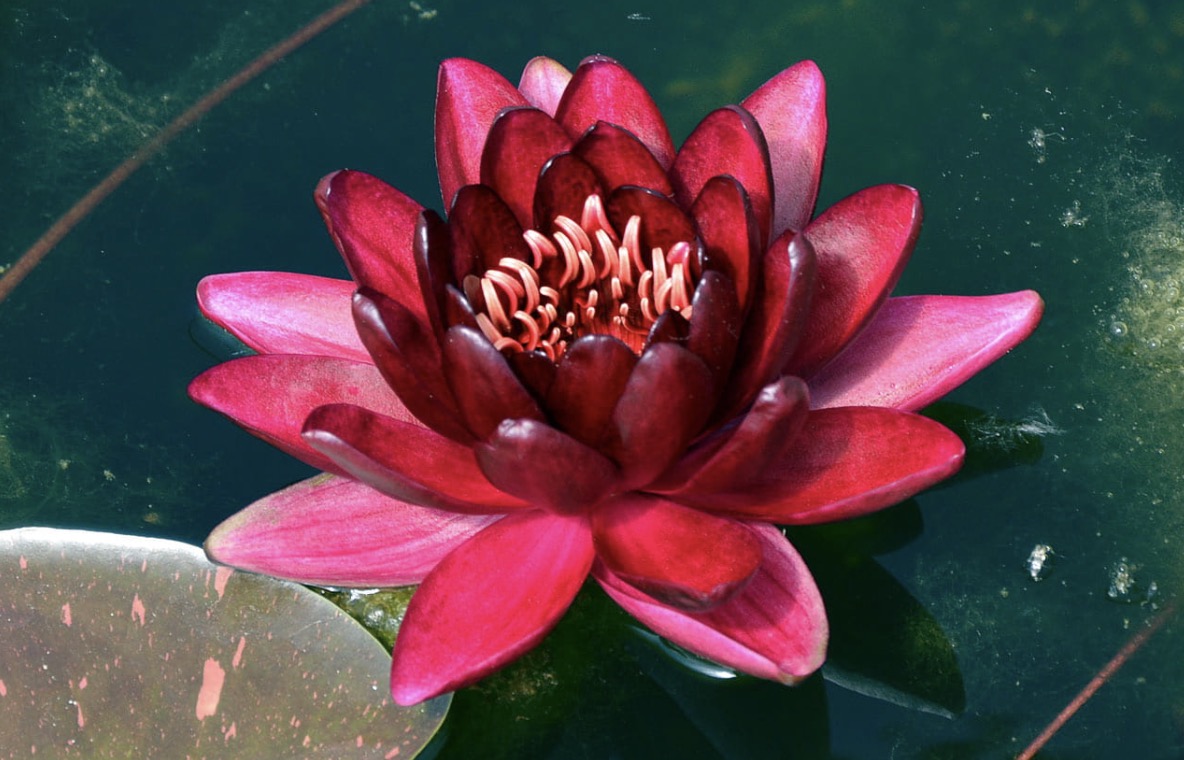 Nymphaea Black Princess