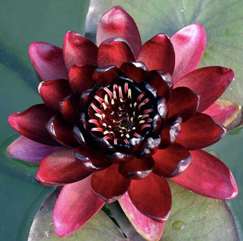 Nymphaea Black Princess