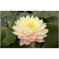 Nymphaea Blushing Bride