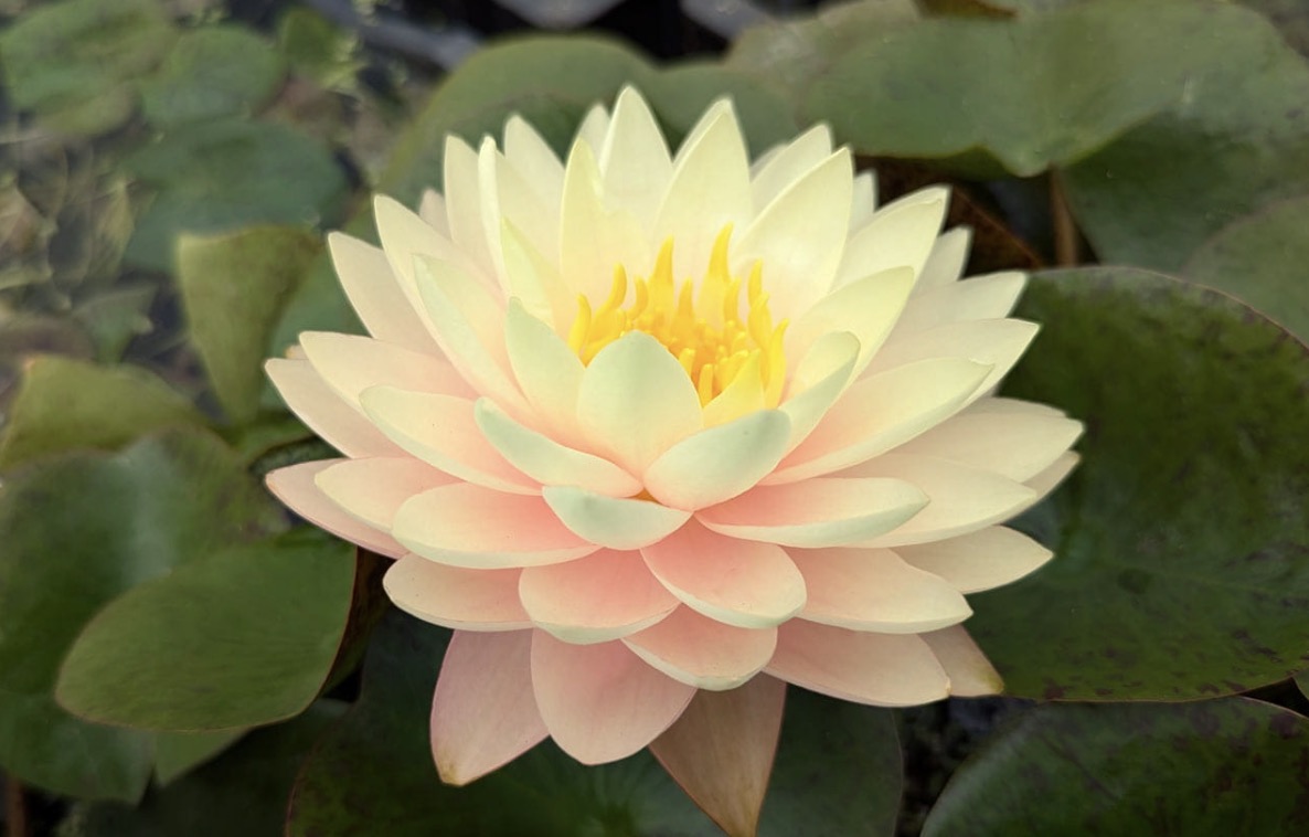 Nymphaea Blushing Bride