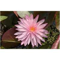 Nymphaea Chatrat