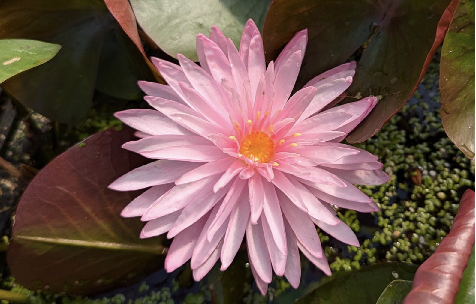 Nymphaea Chatrat