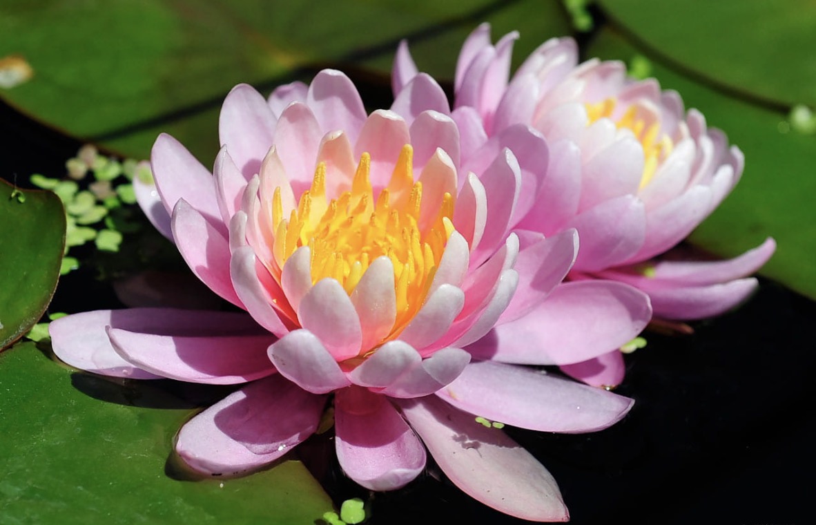 Nymphaea Firecrest