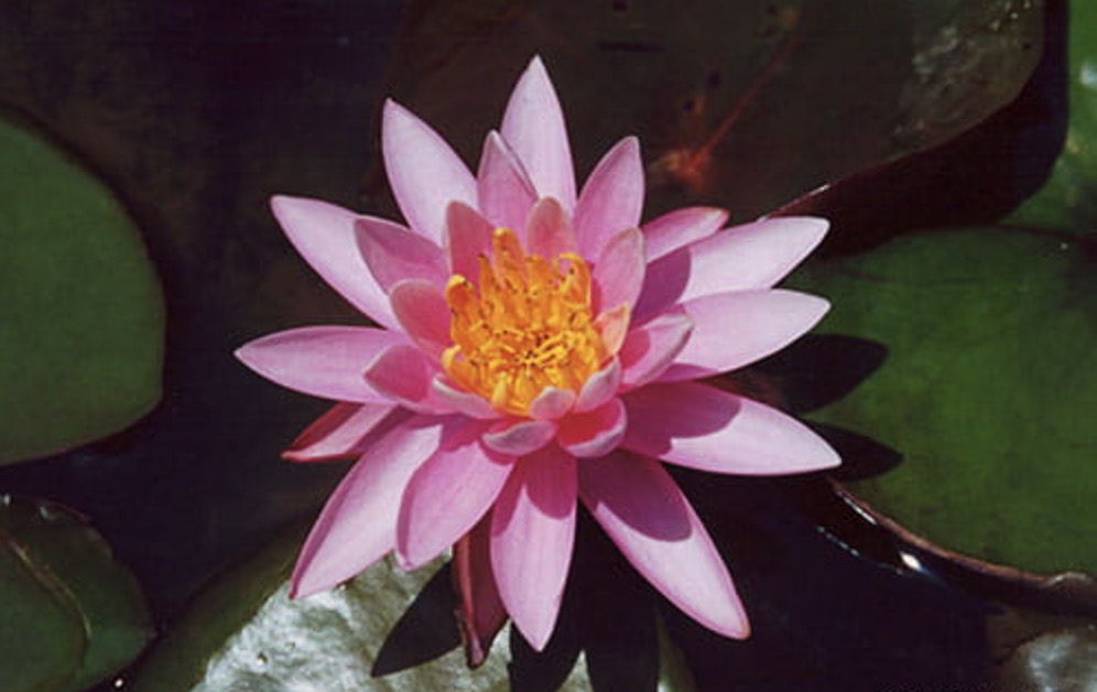 Nymphaea Firecrest