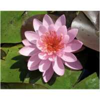 Nymphaea Firecrest