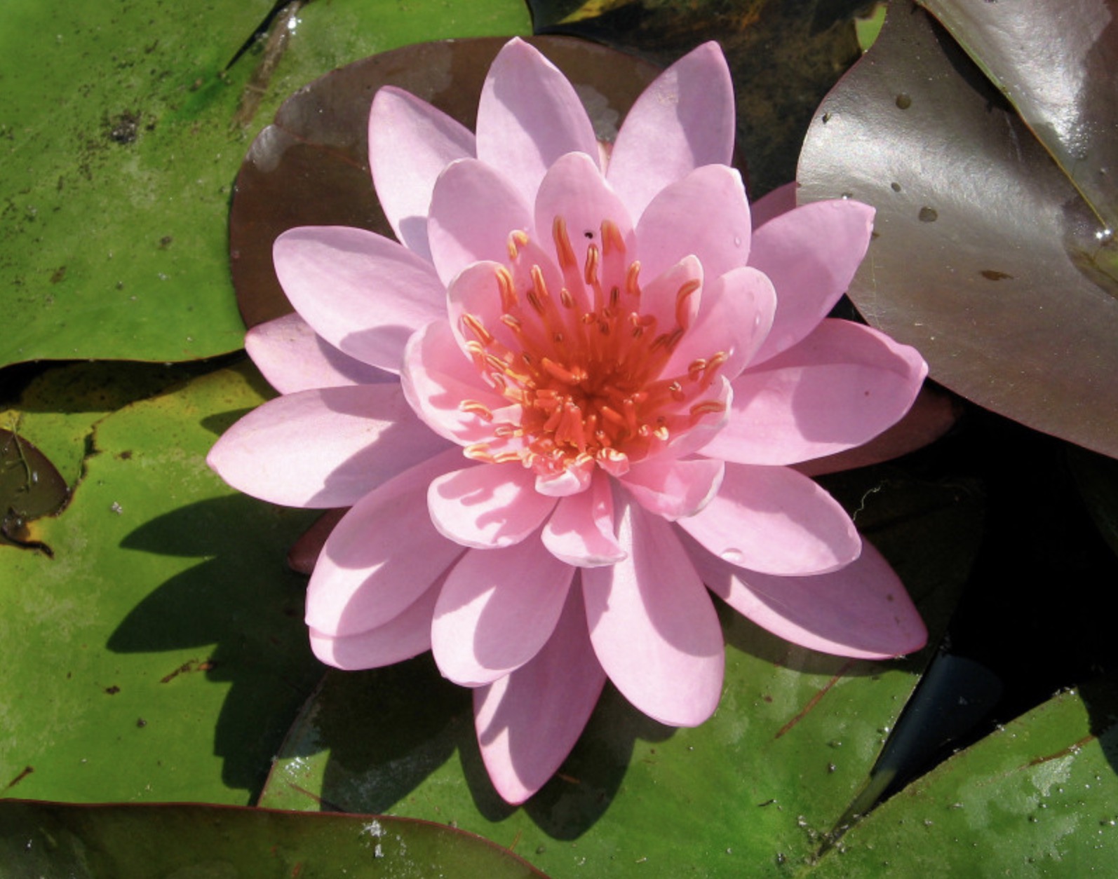 Nymphaea Firecrest